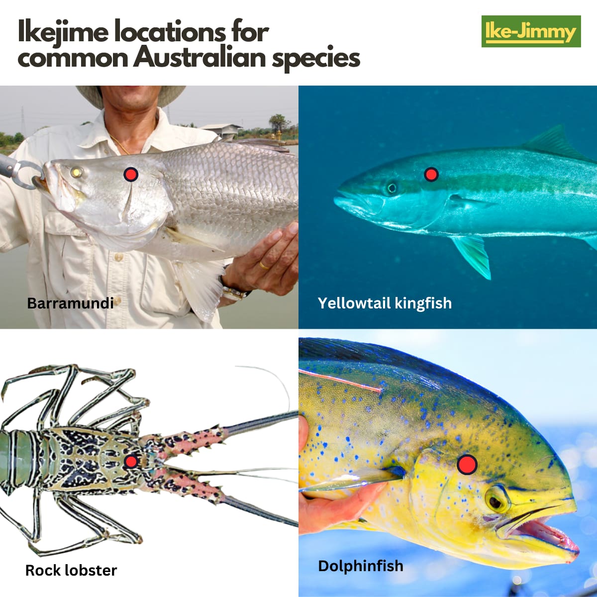 Ikejime brain locations for common Australian fish species
