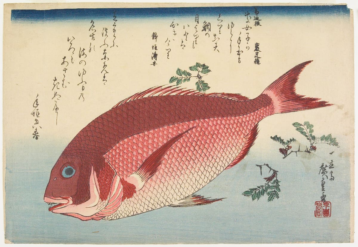 How to Perform Ikejime Brain Spiking in Fish